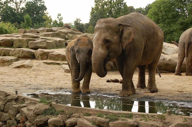 dierentuin emmen_0924